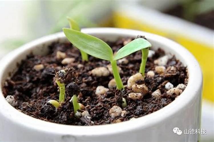 球兰开花时候如何浇水