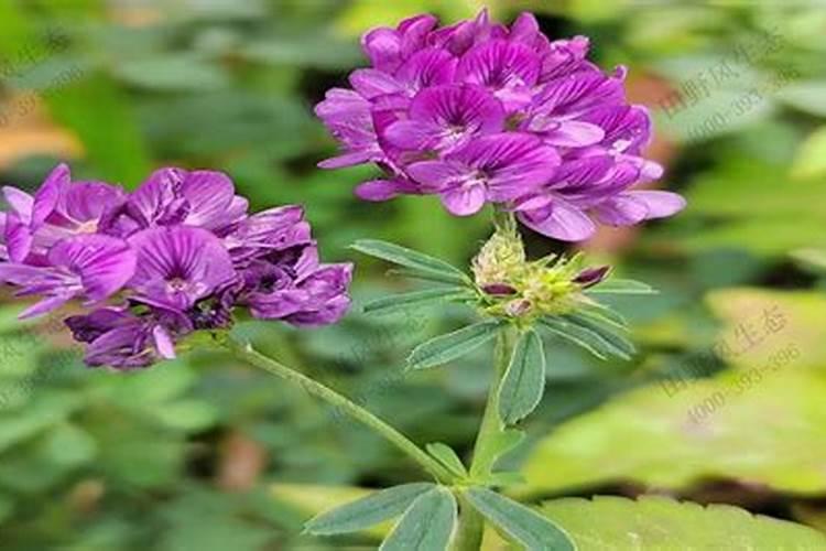 紫花苜蓿用什么肥料好