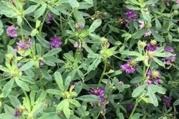 紫花苜蓿一亩需要多少斤肥料呢花卉百科