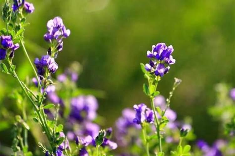 紫花苜蓿地管理方法