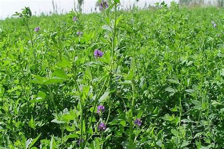 水养荷花可以在水里加什么