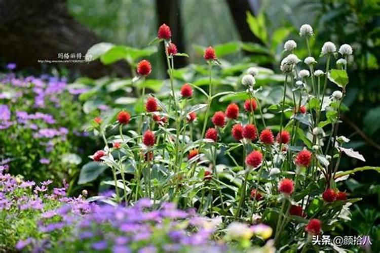 玉米五叶期喷什么叶面肥好