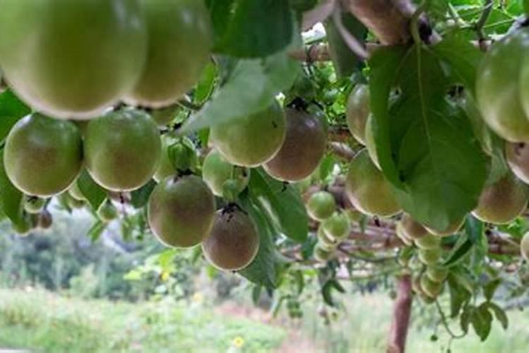 硝酸铵是一种铵态氮肥,易溶于水,易潮解而结块,受热易分解,在高温或受猛...