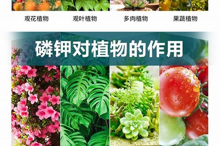 如何施好苹果树的叶面肥