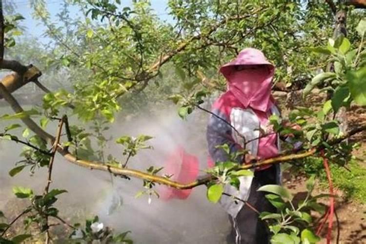 三月苹果追什么肥料好