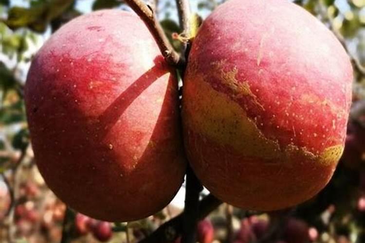 苹果树施什么肥料好？