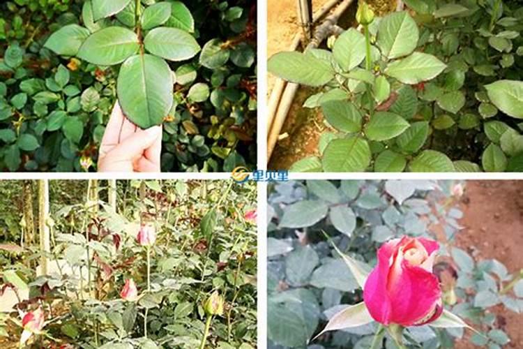 好康多缓释肥和绿奥缓释肥是同一种肥料吗