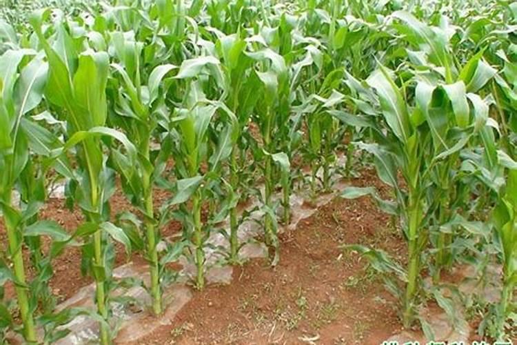 葡萄开花以后能不能打硼叶面肥