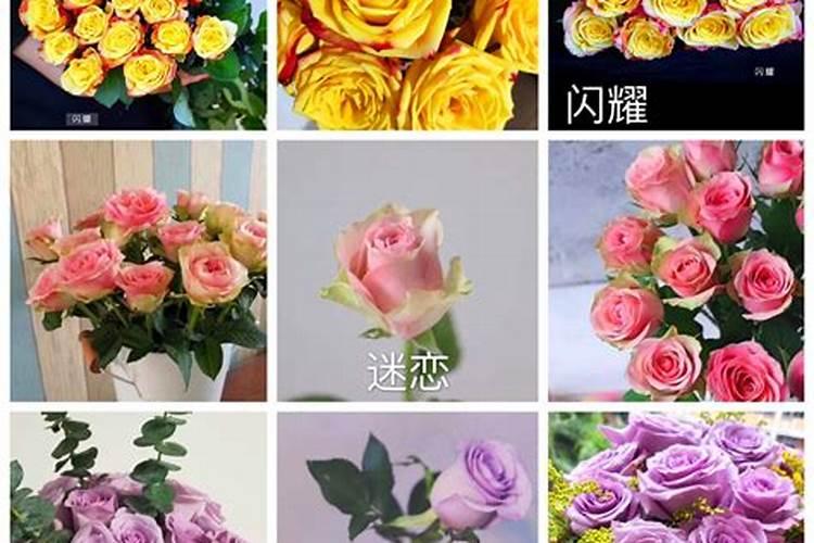 大棚白荔枝玫瑰花怎么种植施肥棚温防病