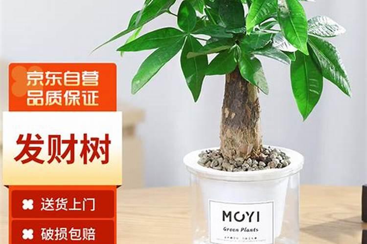 发财树浇什么水长得最旺