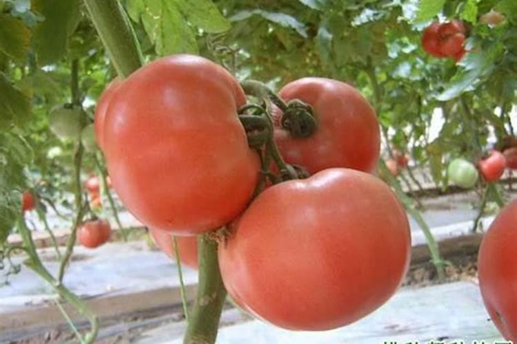 樱桃坐果的时候用什么肥料好