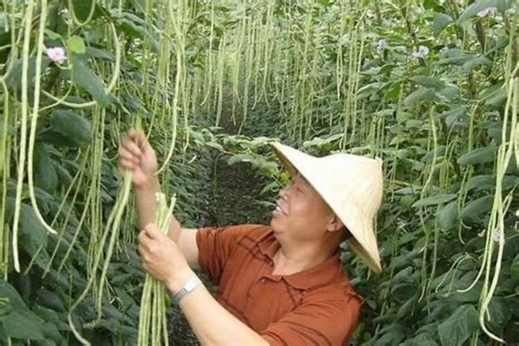 石榴树移栽后多久可以施肥