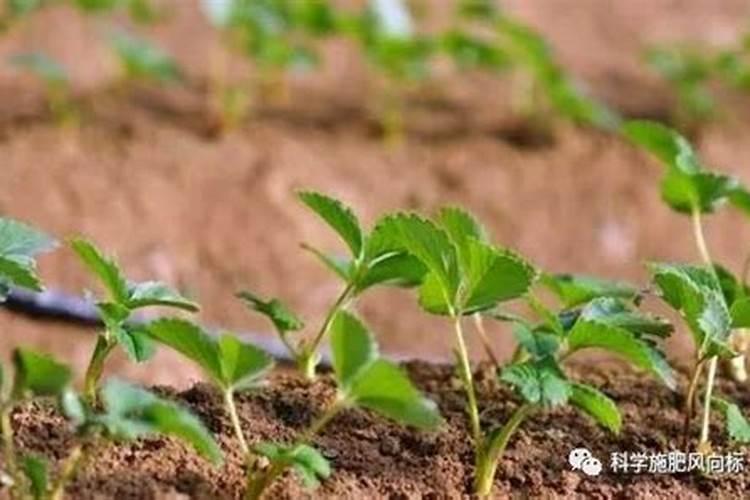 种植中微量元素太多的危害