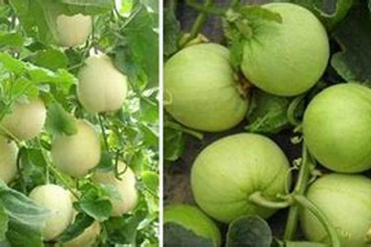 黄皮果树施什么肥 黄皮果树夏季施什么肥