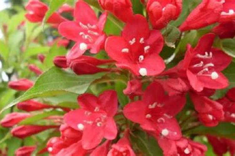 橘子皮泡水发酵后,算是通用肥还是氮肥？