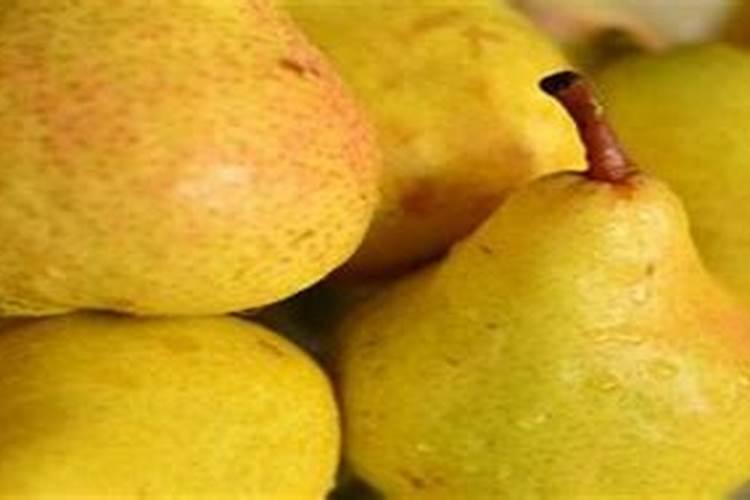 高产西梅需要掌握的种植技巧有哪些？