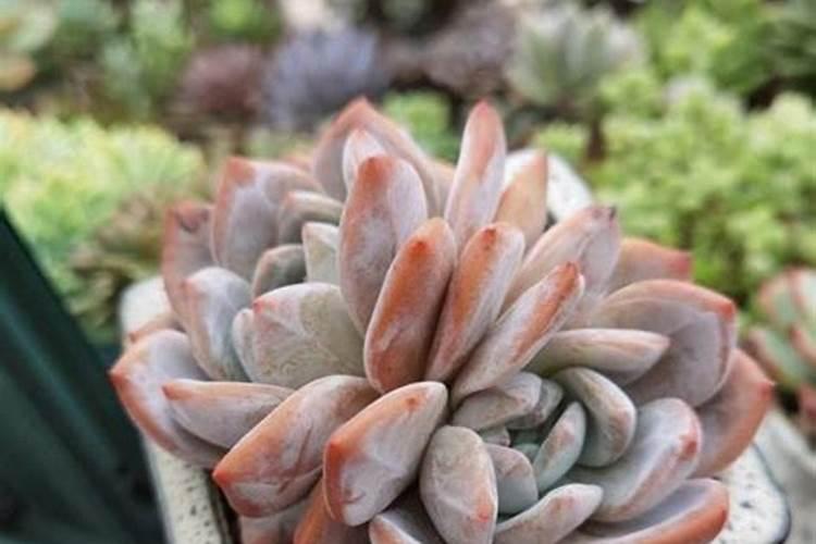 绿风速液态氮肥的具体使用方法和建议