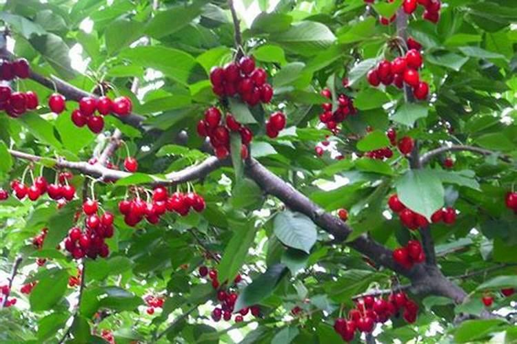 液体缓释氮肥效果真的好吗