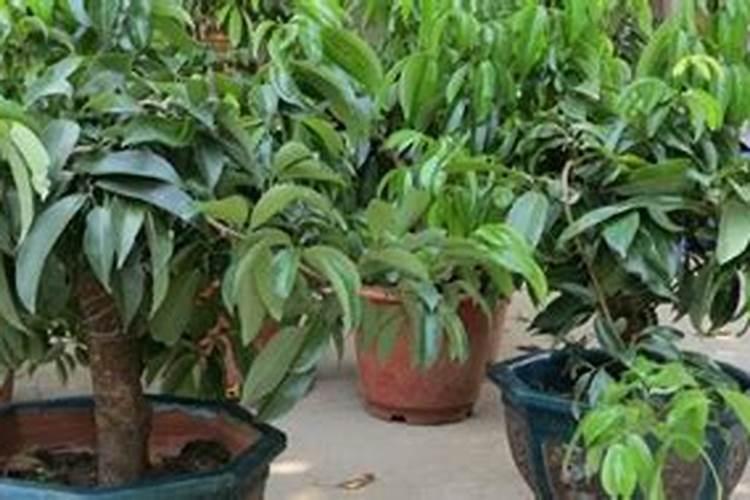 夜体氮肥能给苹果树施肥吗