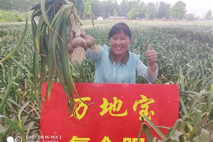 大蒜种植方法、施肥和防治重茬是关键