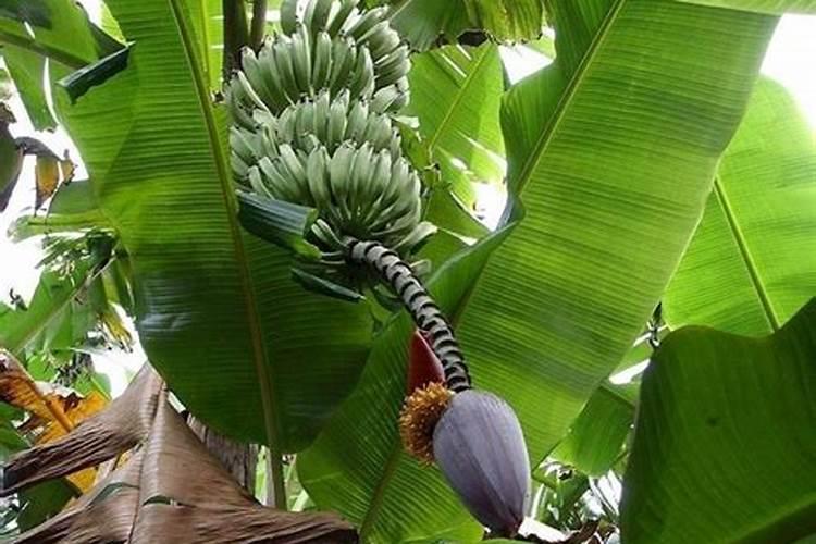 芭蕉树种植方法是什么