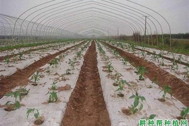 辣椒什么时候施肥 辣椒的施肥时间