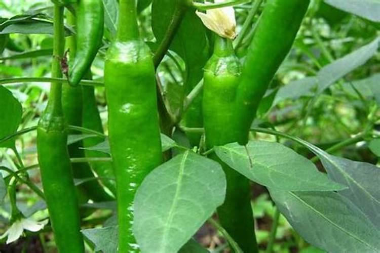 辣椒什么时候施肥施什么肥(种辣椒多久施一次肥最好)