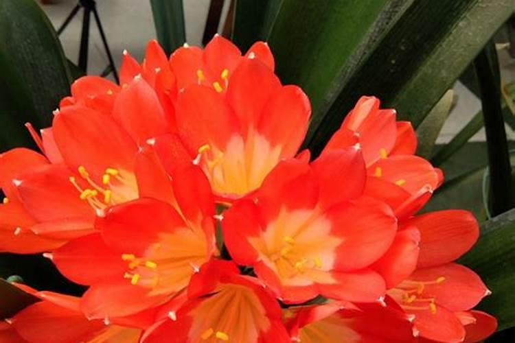 君子兰怎么施肥