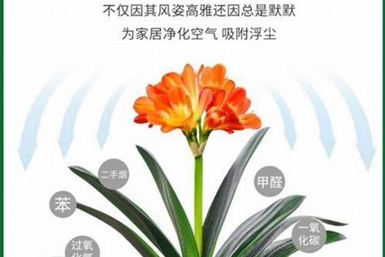 君子兰叶面肥怎么用