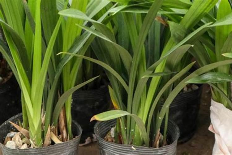 肥料对兰花生长的影响