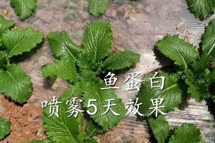 鱼蛋白对植物的作用