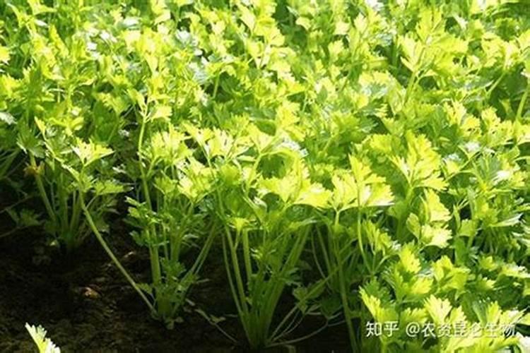 芹菜怎么种,种植技术,种植时间,怎么施肥,施什么肥