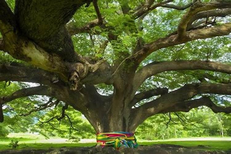 桉树一年施几次肥好