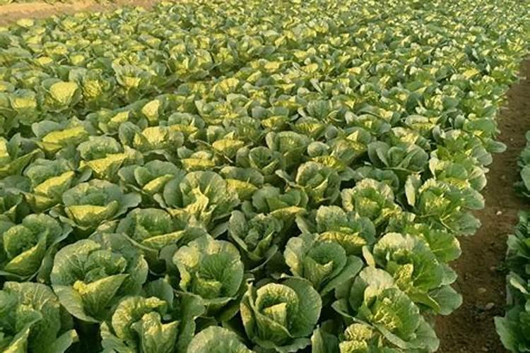 农博金草苍术如何种植？有哪些需要注意的？