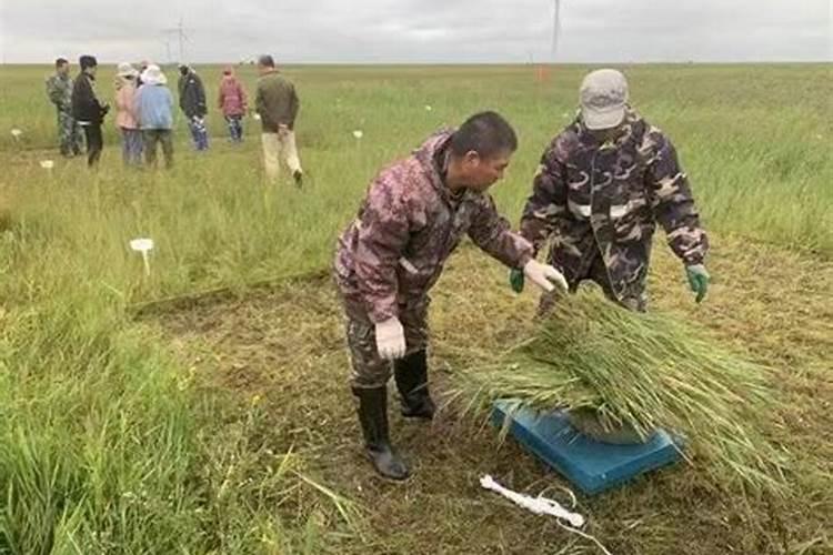 板蓝根壮根叶面肥怎样用效果好,中药材板蓝根生根肥料？