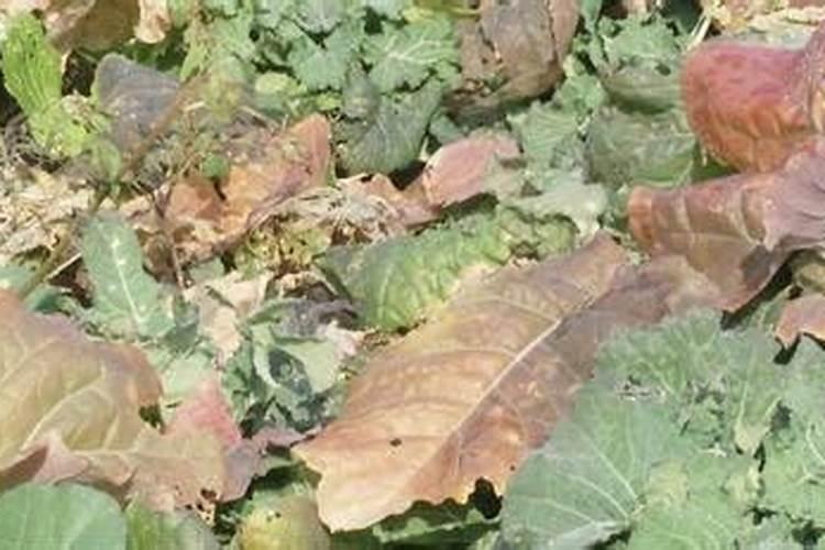 玉米一生需要多少氮磷钾