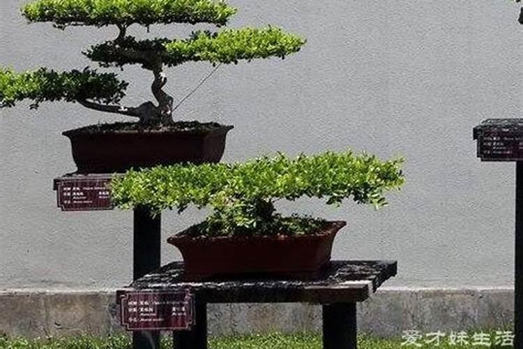 种植葡萄用什么肥最好