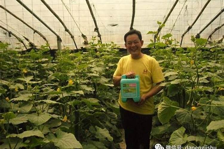 硝态氮冲施肥能不能在麦田使用