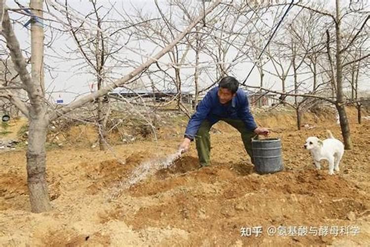 黄瓜叶片有黄斑用什么药