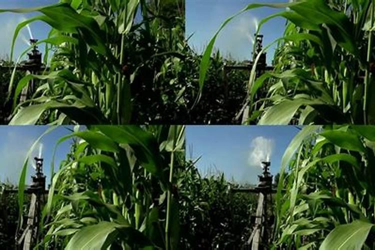 玉米水溶肥在玉米长棒子的时候可以打吗