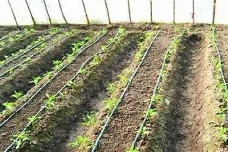 水果蔬菜需要哪些肥料