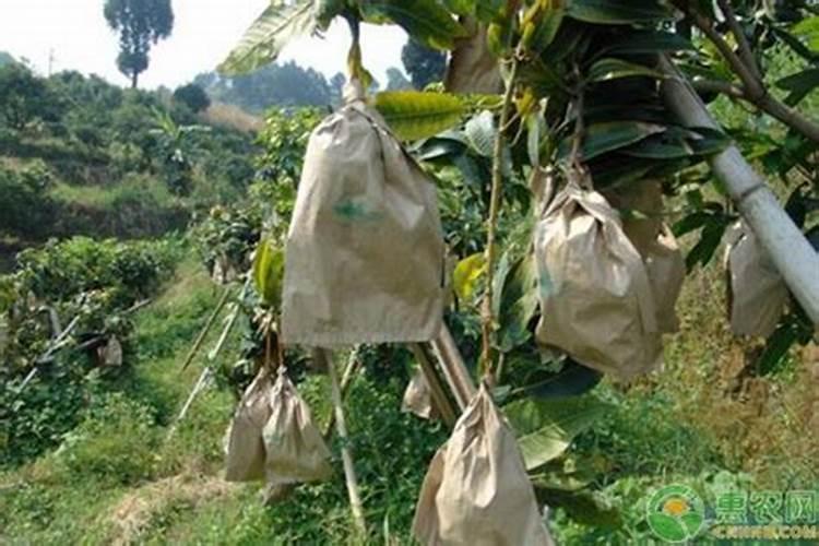 这番茄怎么了？叶子都卷起来了。