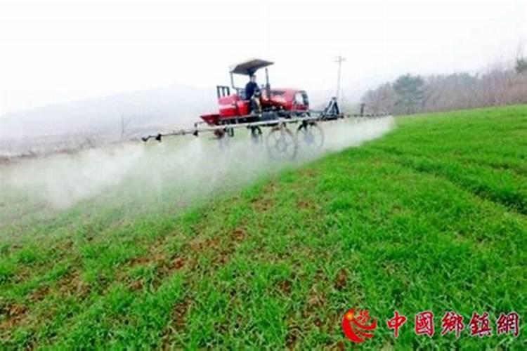 红美人柑橘使用什么水溶肥？