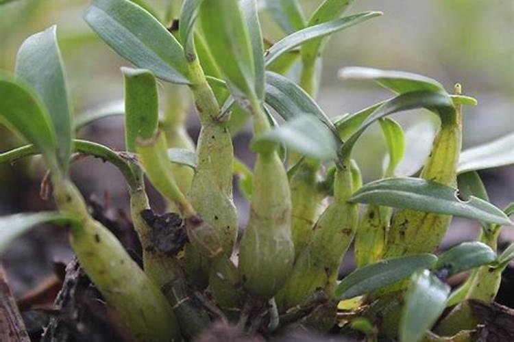 氮肥有哪些？各自有什么特点？