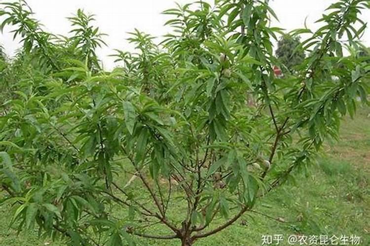 小麦何时出穗？如果不出穗还有补救的办法吗？