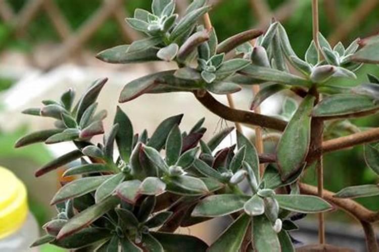 尿素肥的正确使用方法