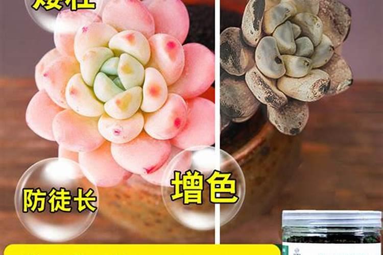 哪种叶面用的钙肥吸收好