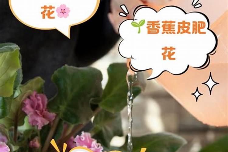 腐植酸、氨基酸、海藻素和鱼蛋白