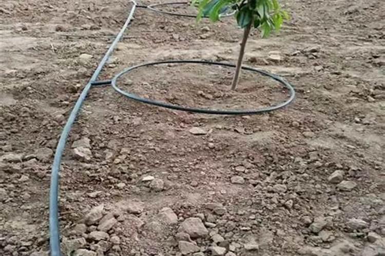 果树在果实膨大期施入钾肥过量有危害吗？