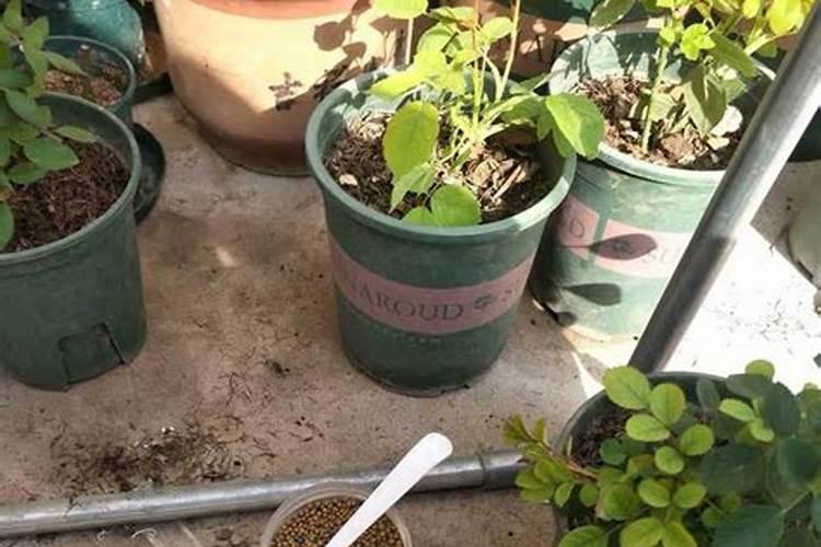 植物缺硫会出现哪些症状？